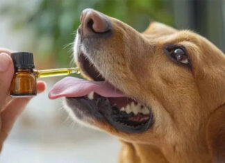 Mendoza creó el primer registro del país para cannabis medicinal veterinario
