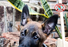 Bomberos Voluntarios presentó a Jack, su futuro perro de búsqueda
