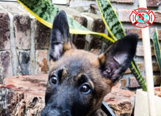 Bomberos Voluntarios presentó a Jack, su futuro perro de búsqueda