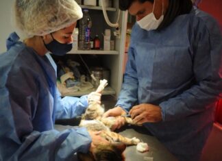 El Castramóvil continúa atendiendo en el barrio 150 Viviendas