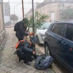 mantenimiento y poda – arbolado (1)
