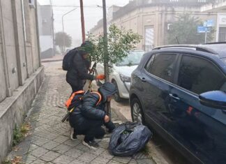 Poda, mantenimiento y 300 nuevos árboles para la ciudad.