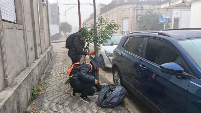 mantenimiento y poda - arbolado (1)