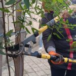 mantenimiento y poda – arbolado (2)