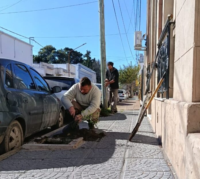 ARBOLADO