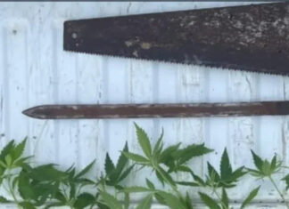 Hallan carne, armas y cannabis en un operativo