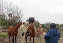 Recuperan animales robados y secuestran armas