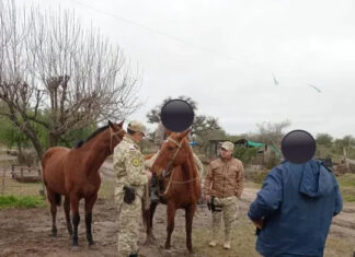 Recuperan animales robados y secuestran armas