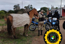 Agredieron a un trabajador municipal durante un reclamo por un caballo secuestrado