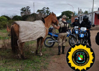 Agredieron a un trabajador municipal durante un reclamo por un caballo secuestrado