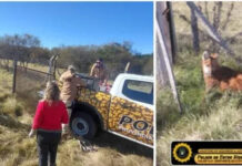 Rescataron un aguará guazú hallado en un terreno baldío de Gualeguay