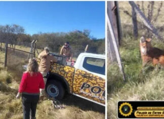 Rescataron un aguará guazú hallado en un terreno baldío de Gualeguay