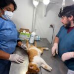 Zoonosis (1)