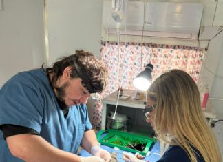 El Castramóvil llega a Villa Itapé y continúa con las castraciones gratuitas