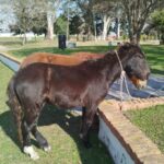 caballos secuestrados