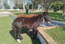 Trasladaron dos caballos que estaban sueltos en la vía pública