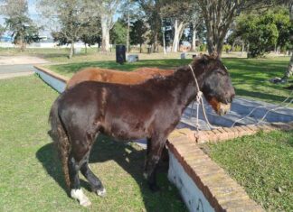 Trasladaron dos caballos que estaban sueltos en la vía pública
