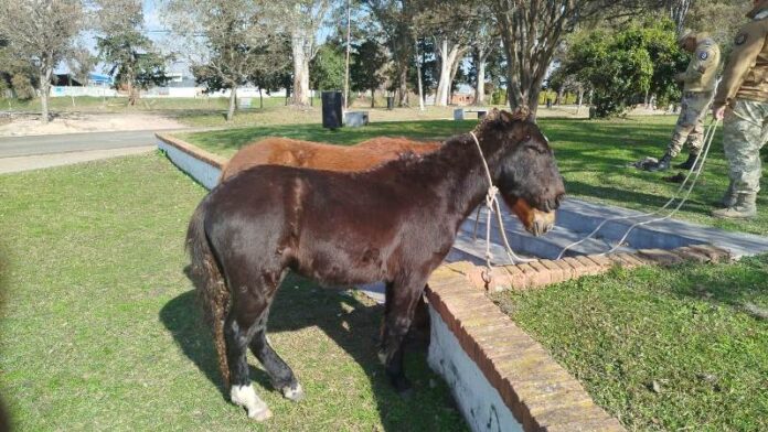 caballos secuestrados