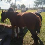 caballos secuestrados1