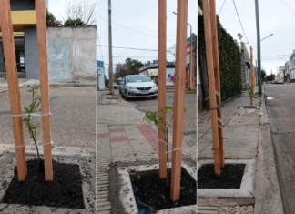 El Plan de Arbolado avanza con nuevas plantaciones en la ciudad