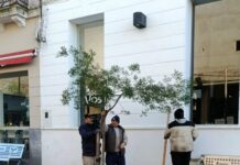 Tras el temporal, avanzan las tareas de recuperación del arbolado urbano