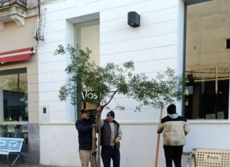 Tras el temporal, avanzan las tareas de recuperación del arbolado urbano