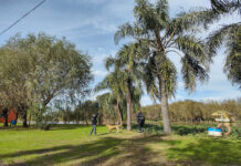 Detectaron por primera vez el Picudo Rojo de las Palmeras en Entre Ríos