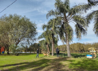 Detectaron por primera vez el Picudo Rojo de las Palmeras en Entre Ríos