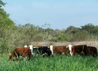 Entre Ríos regularizó 124.000 hectáreas de tierras fiscales