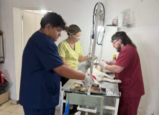 Más de 100 atenciones veterinarias en una semana: el Castramóvil continúa recorriendo los barrios