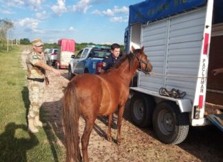 Caballos sueltos en la vía pública: ¿qué hacer ante esta situación?