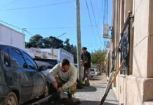 Avanza el Plan de Arbolado con nuevas plantaciones y reposiciones