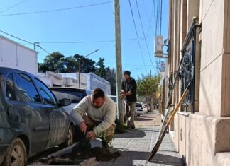 Avanza el Plan de Arbolado con nuevas plantaciones y reposiciones
