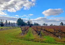 Finca Fénix logró la primera certificación de un viñedo orgánico en Entre Ríos