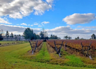 Finca Fénix logró la primera certificación de un viñedo orgánico en Entre Ríos