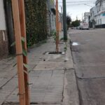 arbolado urbano 2