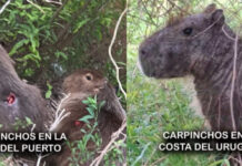 titulo mas corto Preocupan las lesiones en carpinchos de Uruguay y Concepción del Uruguay