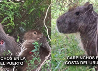 Preocupan las lesiones en carpinchos de Uruguay y Concepción del Uruguay