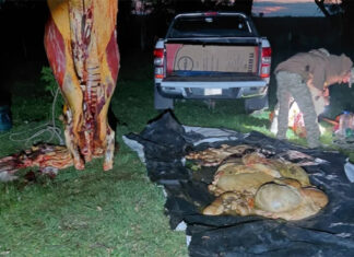 Un hombre fue detenido por abigeato tras un procedimiento en un campo de Colón