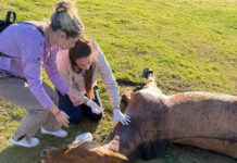 Realizaron la eutanasia de un caballo con tétanos en el Parque de la Ciudad