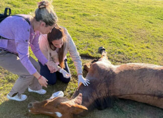 Realizaron la eutanasia de un caballo con tétanos en el Parque de la Ciudad