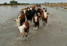 Entre Ríos solicitará la Emergencia Agropecuaria por las inundaciones