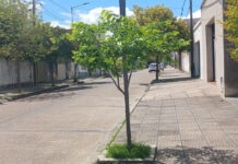 Plantarán 100 nuevos árboles en Concepción del Uruguay