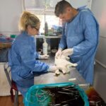 Zoonosis (1) (1)