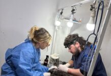 Sanidad Animal realizó 101 castraciones durante la primera semana de octubre