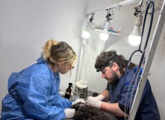 Sanidad Animal realizó 101 castraciones durante la primera semana de octubre