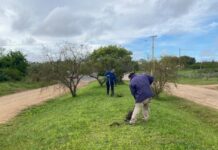 Concepción del Uruguay sumará nuevos árboles en calles y avenidas de la ciudad