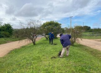 Concepción del Uruguay sumará nuevos árboles en calles y avenidas de la ciudad